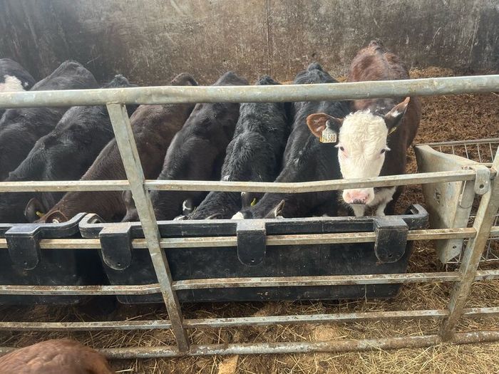 Calfs off milk