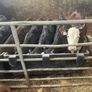 Calfs off milk Image 3