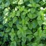 Lemon balm plants Image 2
