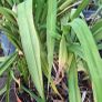Daylily Plants Image 3