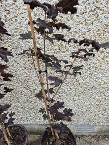 Acer Trees