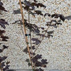 Acer Trees