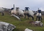 Weather lambs