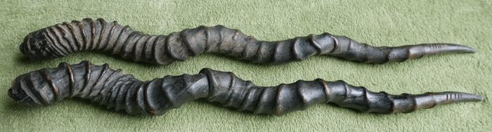 Antique Black Buck Horns 1800's Rare Horns Length 22"
