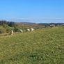 Hoggets Image 2