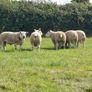 Pedigree Texel Rams Image 2
