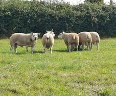 Pedigree Texel Rams