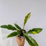 Philodendron Ring Of Fire Plant Image 2