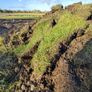 Grass covered soil Image 2