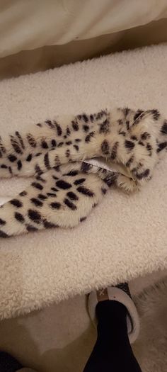 Ladies vintage leopard neck collar