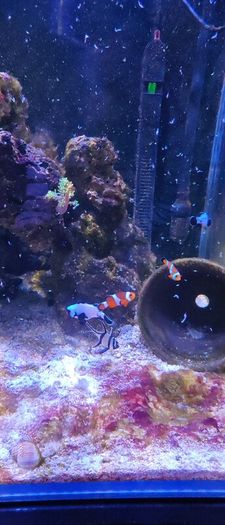 marine livestock