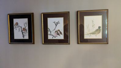 Set of 3 framed bird prints - wildlife art