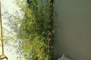 Planter with bamboo