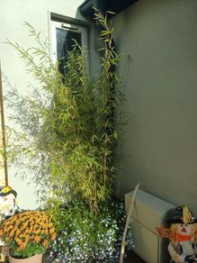 Planter with bamboo
