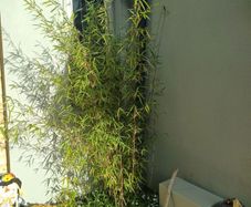 Planter with bamboo