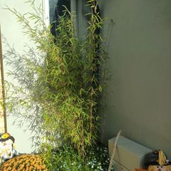 Planter with bamboo