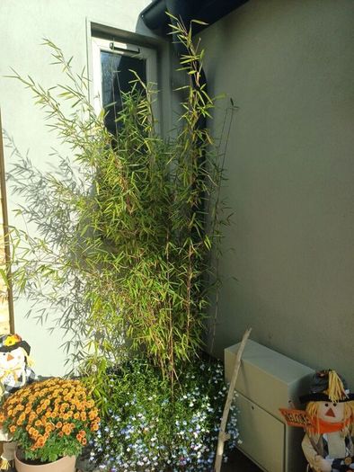 Planter with bamboo