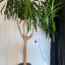 Yucca tree Image 2