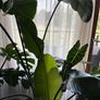 Mature Strelitzia Nicolai (Bird of Paradise) Houseplant Image 3