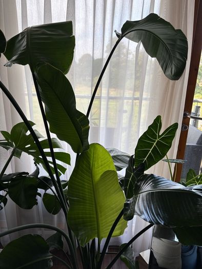 Mature Strelitzia Nicolai (Bird of Paradise) Houseplant