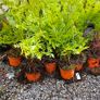 Large Ferns Three Euros Image 10