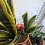 Snake Plat - 4 in one pot Image 3