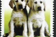2003 Ireland Greetings Stamp (baby animals puppies) Mint Never Hinged (MNH)