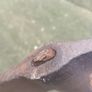 Vintage Boarding/Fire Axe Image 7