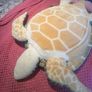 Toy Turtle Image 4