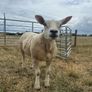 PBNR texel ram and ewe Image 6