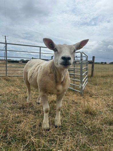 PBNR texel ram and ewe