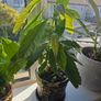 avocado plant Image 2