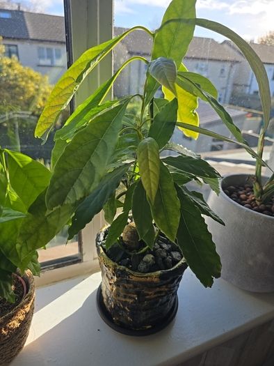 avocado plant