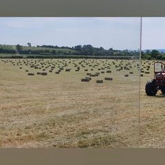 Square bales of hay