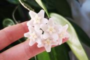 Hoya Vangviengiensis big leaves