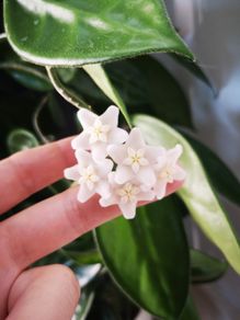 Hoya Vangviengiensis big leaves