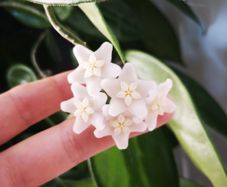 Hoya Vangviengiensis big leaves