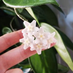 Hoya Vangviengiensis big leaves