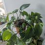 Epiprenum/ Pothos/Momey Plant Image 3