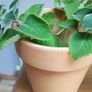 Indoor Plants Image 3
