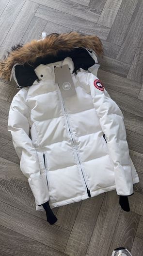 Canada goose