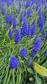 blue garden flower