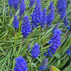 blue garden flower