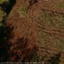 Mulching and tree shearing Image 10