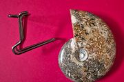 Fossilized prehistoric ammonite ,With display stand