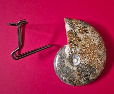 Fossilized prehistoric ammonite ,With display stand