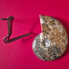 Fossilized prehistoric ammonite ,With display stand