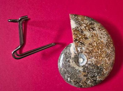 Fossilized prehistoric ammonite ,With display stand