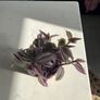 Tradescantia houseplant Image 4