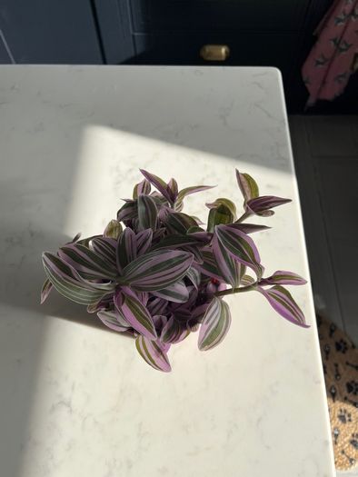Tradescantia houseplant